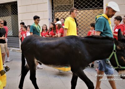 Palio dei Ciuchi Asciano