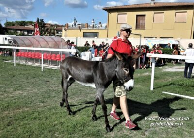 Palio dei Ciuchi Asciano