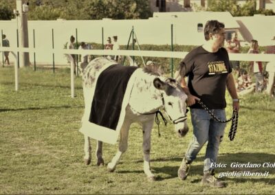 Palio dei Ciuchi Asciano