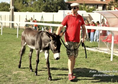 Palio dei Ciuchi Asciano