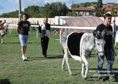 Palio dei Ciuchi Asciano