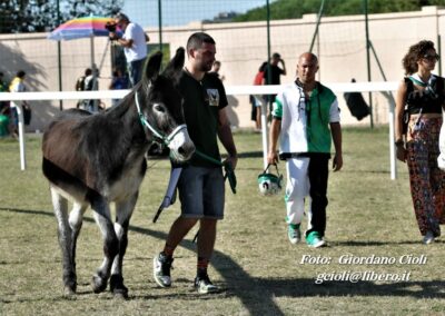 Palio dei Ciuchi Asciano