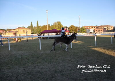 Palio dei Ciuchi Asciano