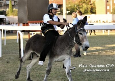 Palio dei Ciuchi Asciano