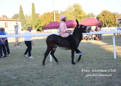 Palio dei Ciuchi Asciano